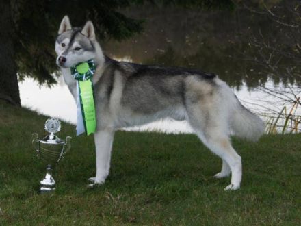 Guadaletin Artico Encanto