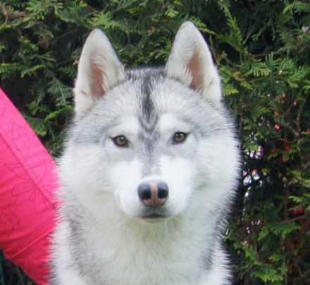 Guadaletin Artico Encanto