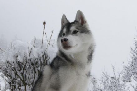 Guadaletin Artico Encanto