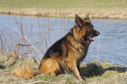 Zoltan von der Königsgarde