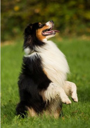 SRS The Unbreakable " Sam " DNA-VP