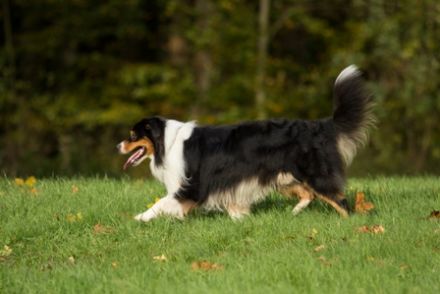 SRS The Unbreakable " Sam " DNA-VP