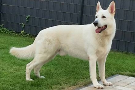 Cillian Kolja of the white Dreamdogs