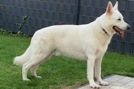 Cillian Kolja of the white Dreamdogs