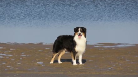 Novacoast Echo Of Thunder