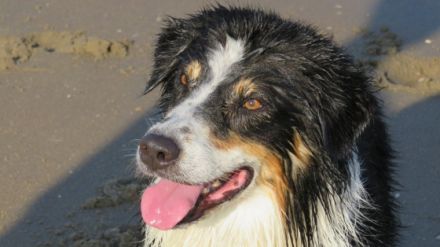 Novacoast Echo Of Thunder