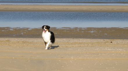 Novacoast Echo Of Thunder