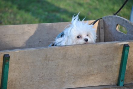 Hundeschule & Hundepension Dog-Profiler