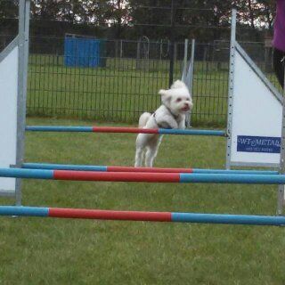 Hundeschule & Hundepension Dog-Profiler