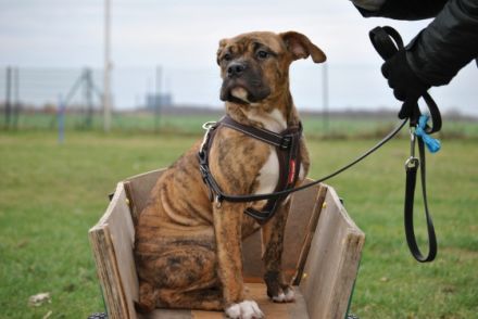 Hundeschule & Hundepension Dog-Profiler