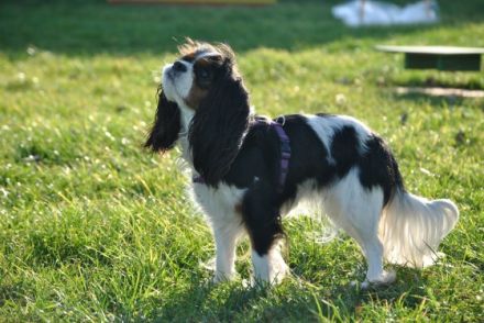 Hundeschule & Hundepension Dog-Profiler