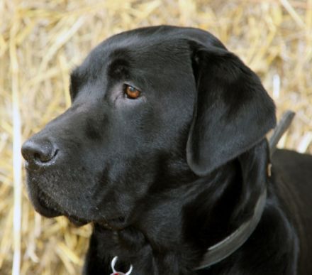 Herbert Hörbelt, Dummytraining, Hausdülmen