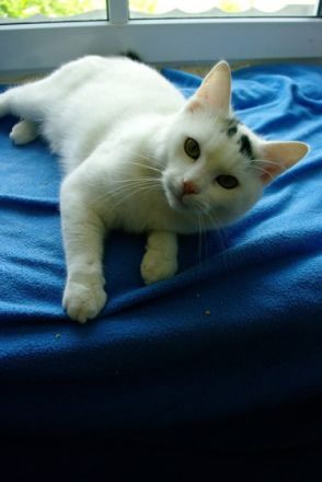 Hunde-und Katzenzentrum Neukirchen vorm Wald