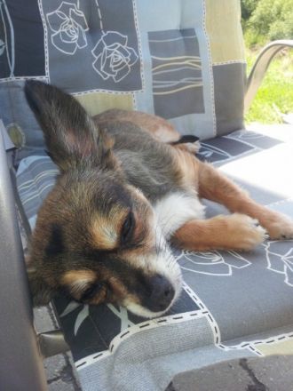 Hunde-und Katzenzentrum Neukirchen vorm Wald