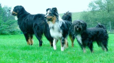 Hunde-und Katzenzentrum Neukirchen vorm Wald