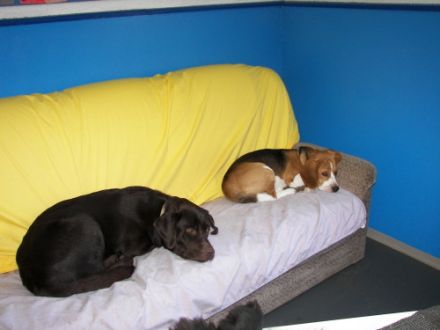 Tierhotel & Hundeschule - Kathrin Lemke