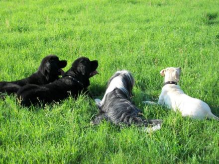 Tierhotel & Hundeschule - Kathrin Lemke