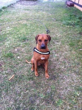 Red Muppet vom Felsenkeller