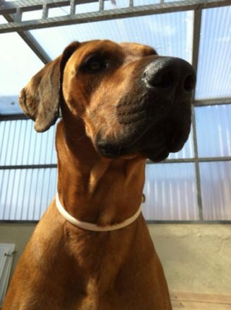 Red Muppet vom Felsenkeller