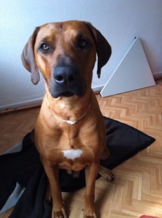 Red Muppet vom Felsenkeller