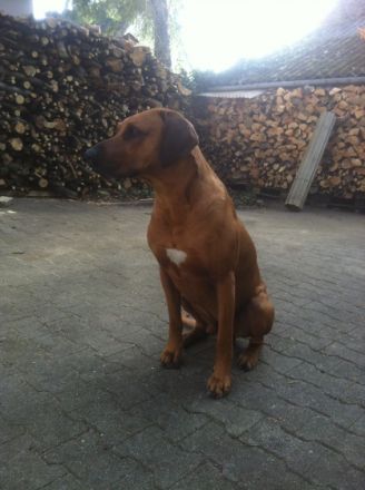 Red Muppet vom Felsenkeller