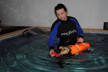 Tierphysiotherapie/Osteopathie/Tierheilkunde/Hundeschwimmbad