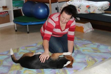 Tierphysiotherapie/Osteopathie/Tierheilkunde/Hundeschwimmbad