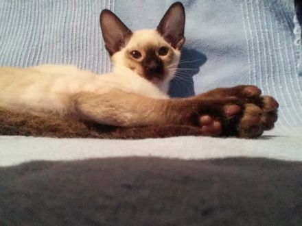 Peterbald