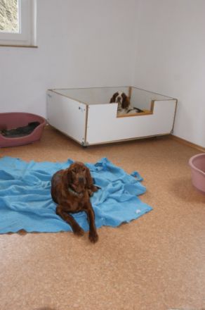 Hundepension im Täle