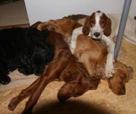 Hundepension im Täle