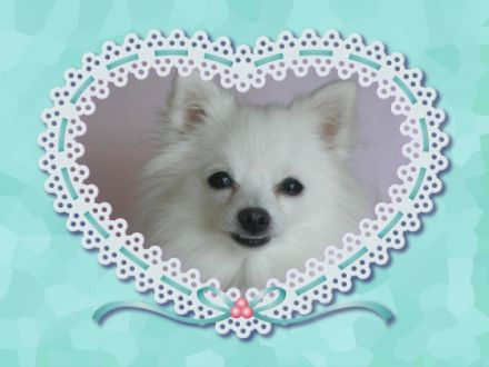 die etwas andere Hundetagesstätte