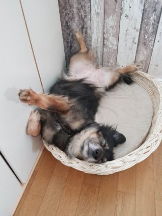 die etwas andere Hundetagesstätte