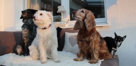 die etwas andere Hundetagesstätte