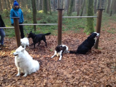 Verhaltenstherapeutische Kleintierpraxis Christiane Renz