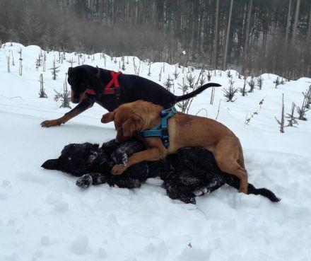 Verhaltenstherapeutische Kleintierpraxis Christiane Renz