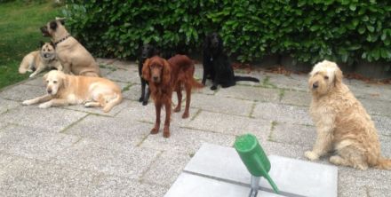 Jackys Farm Hundepension