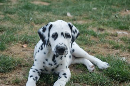 von Schloß Thiergarten