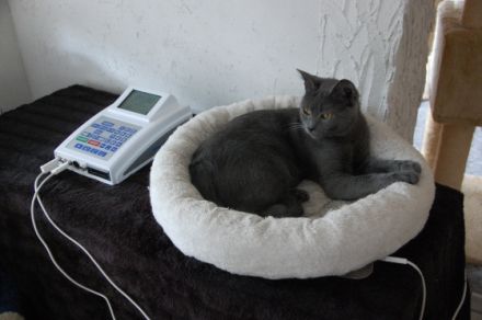 Tierheilpraktiker Marina Haber