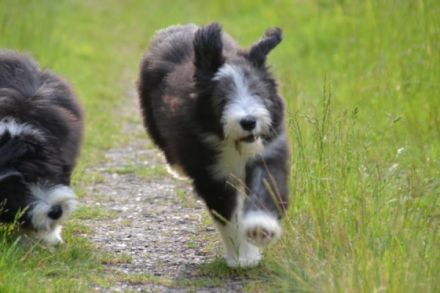 A Dream of Powerbeardies