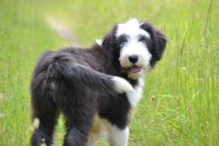 A Dream of Powerbeardies