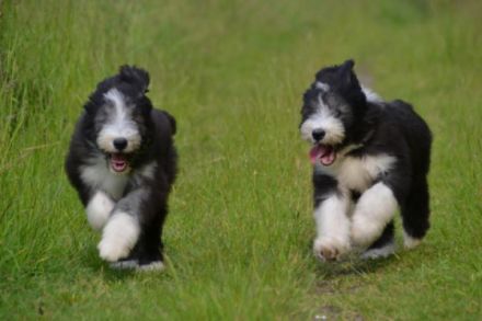 A Dream of Powerbeardies