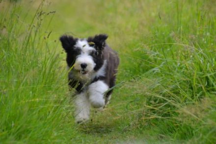 A Dream of Powerbeardies