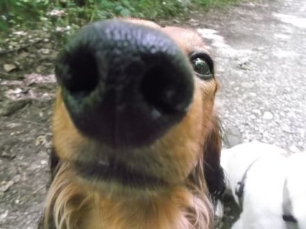 HundKatzHaus - Hundesitterin und Gassiservice für kleine Hunde