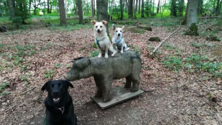 HundKatzHaus - Hundesitterin und Gassiservice für kleine Hunde