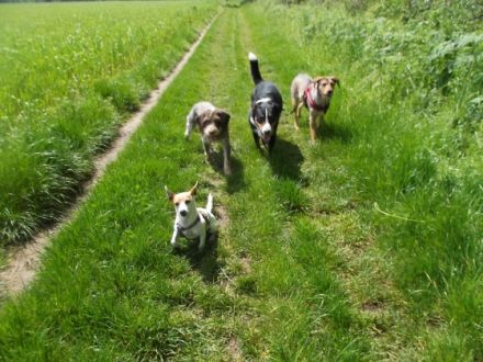 HundKatzHaus - Hundesitterin und Gassiservice für kleine Hunde