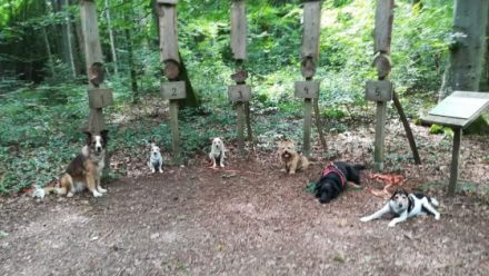 HundKatzHaus - Hundesitterin und Gassiservice für kleine Hunde
