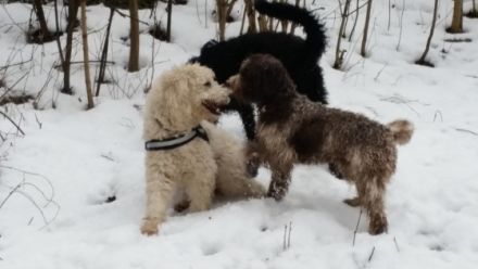 Hundeführerschein BLTK Sachkunde Hund