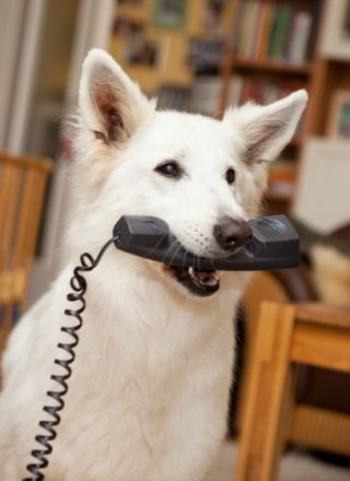 Tierarztpraxis Kujus - Verhaltenstherapie u TCM / Akupunktur