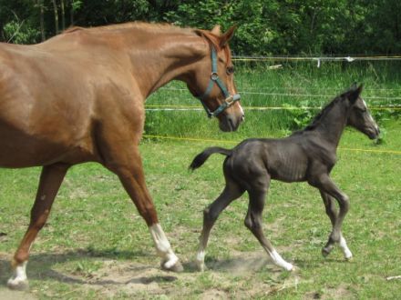 Tierarztpraxis Kujus - Verhaltenstherapie u TCM / Akupunktur