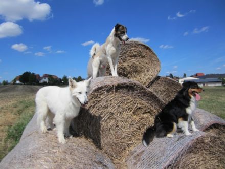 Tierarztpraxis Kujus - Verhaltenstherapie u TCM / Akupunktur